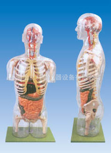 探索人体奥秘 透明半身躯干附内脏模型的教学价值